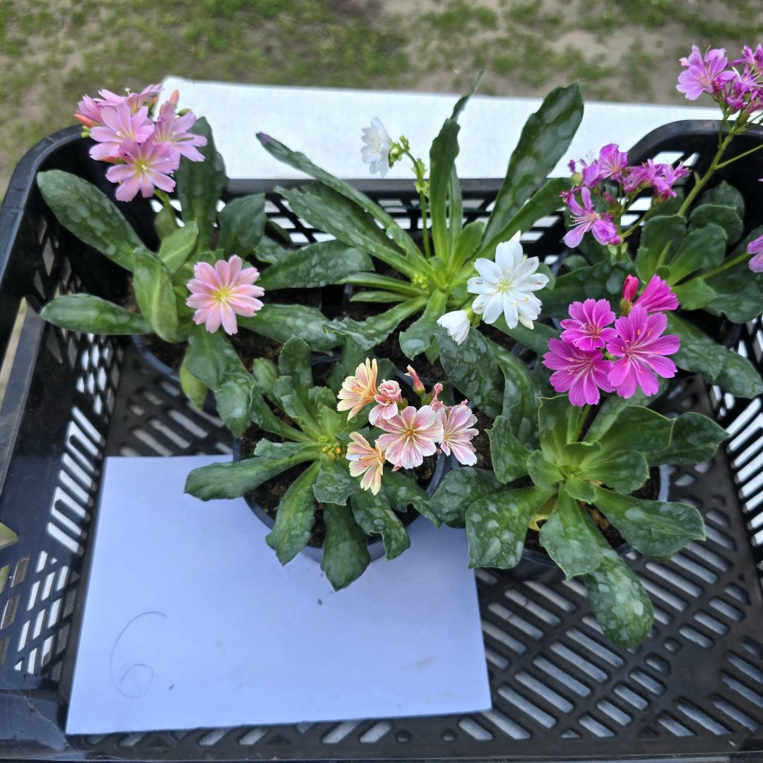 Lewisia - Dohánygyökér ötösfogat 6.