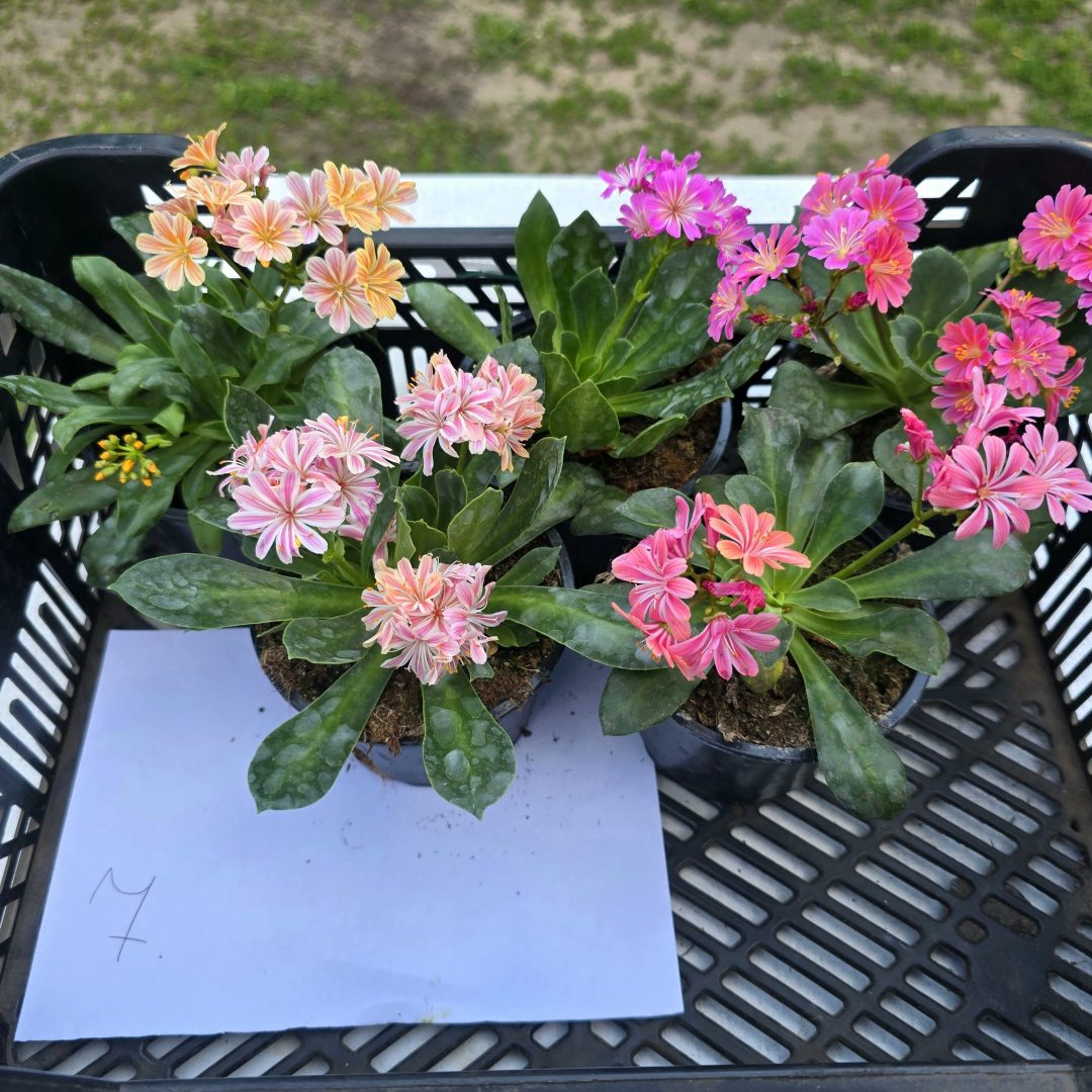 Lewisia - Dohánygyökér ötösfogat 7.