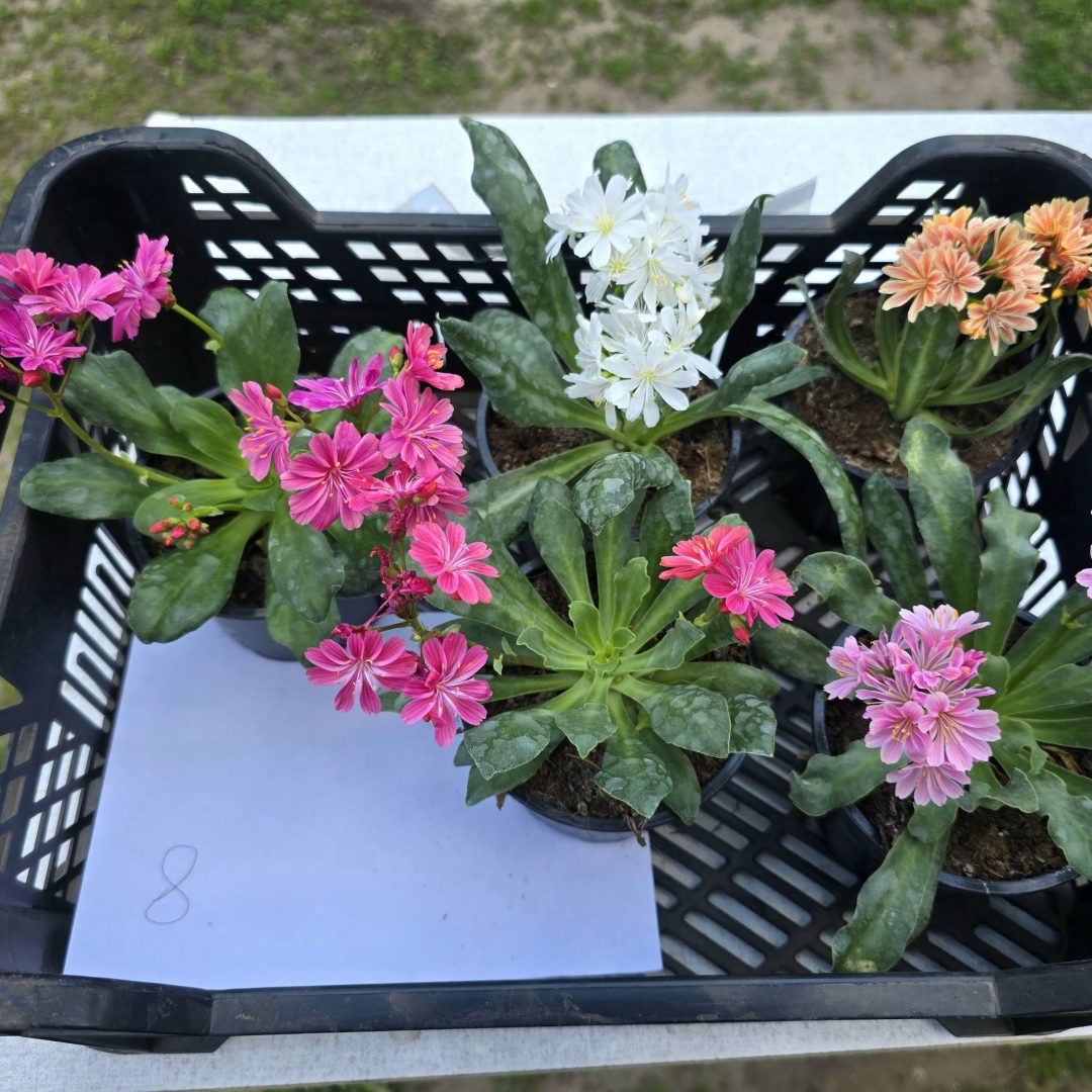 Lewisia - Dohánygyökér ötösfogat 8.