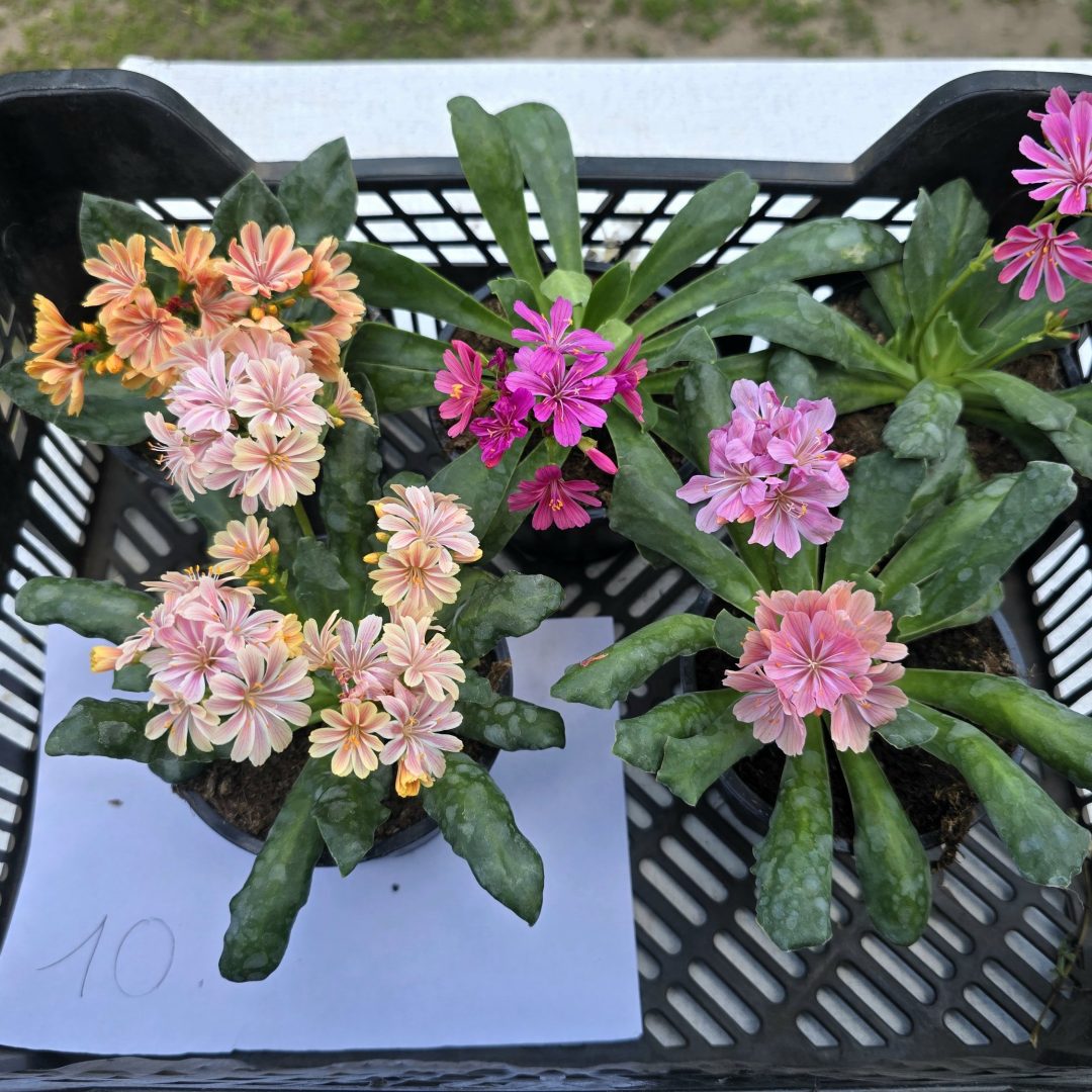 Lewisia - Dohánygyökér ötösfogat 10.