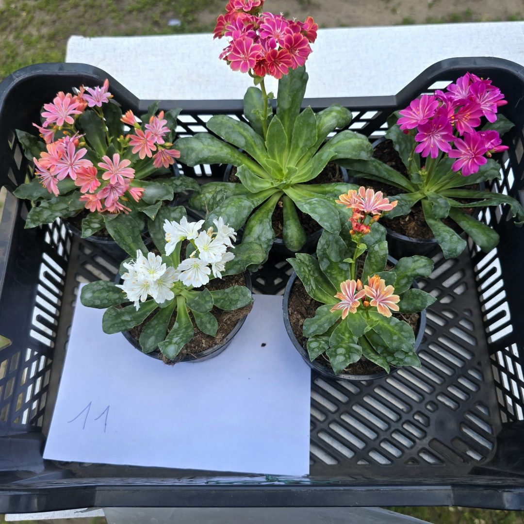 Lewisia - Dohánygyökér ötösfogat 11.