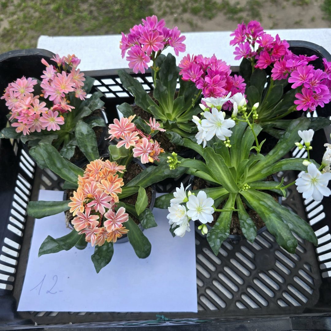 Lewisia - Dohánygyökér ötösfogat 12.