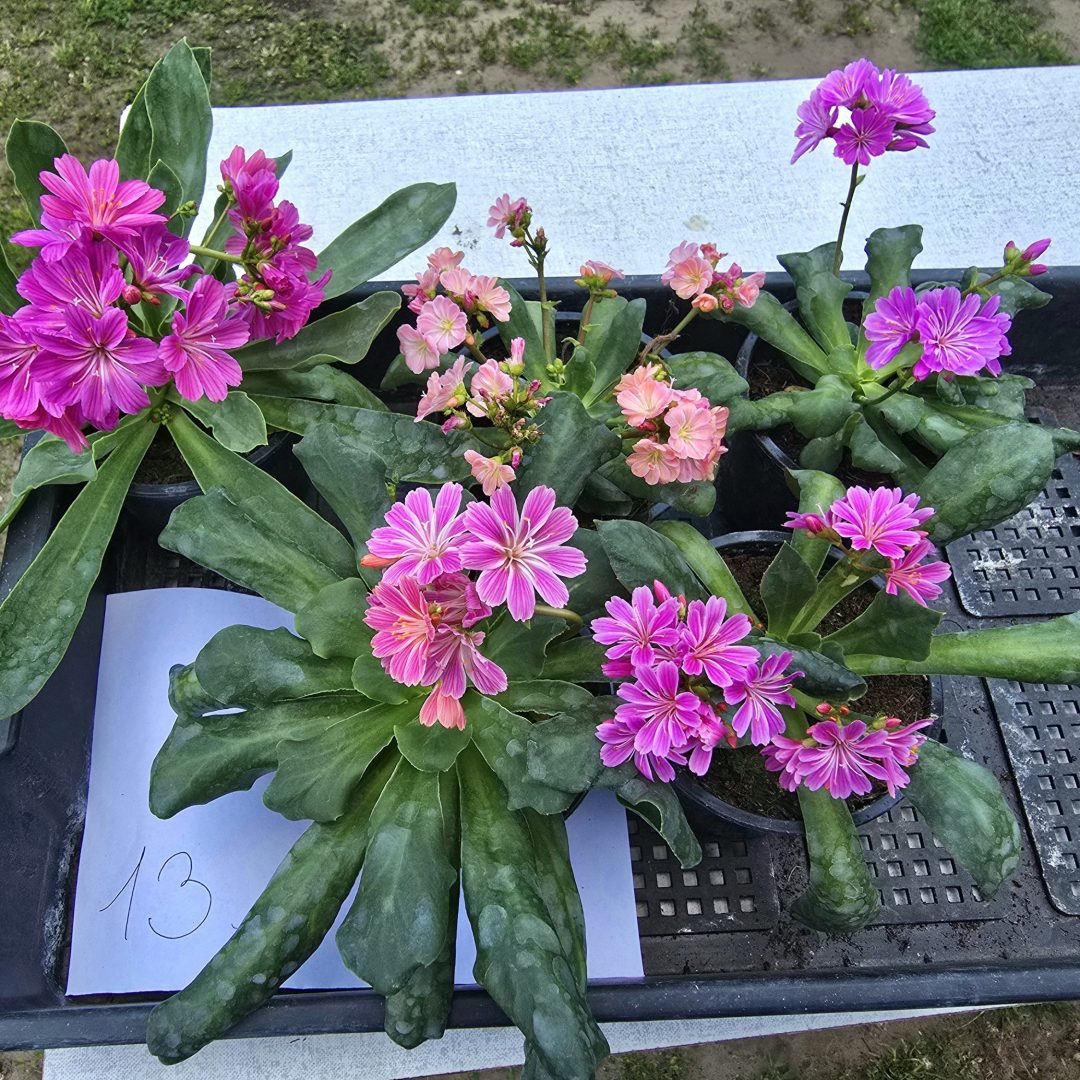 Lewisia - Dohánygyökér ötösfogat 13.
