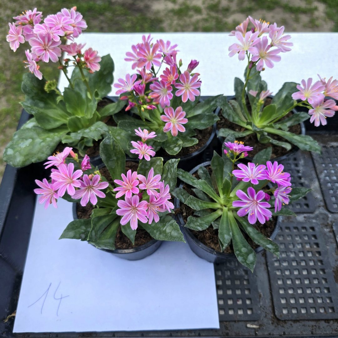 Lewisia - Dohánygyökér ötösfogat 14.