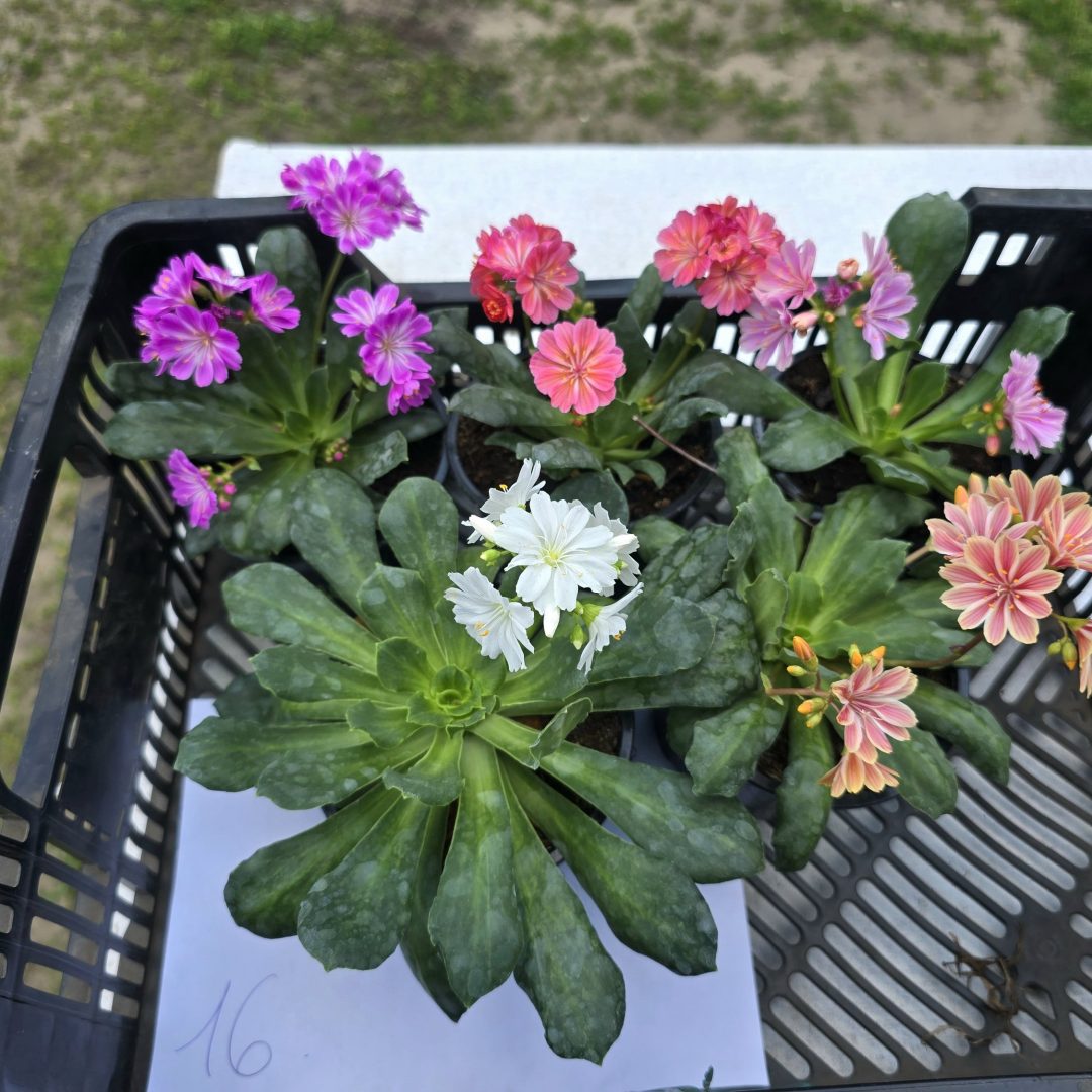 Lewisia - Dohánygyökér ötösfogat 16.