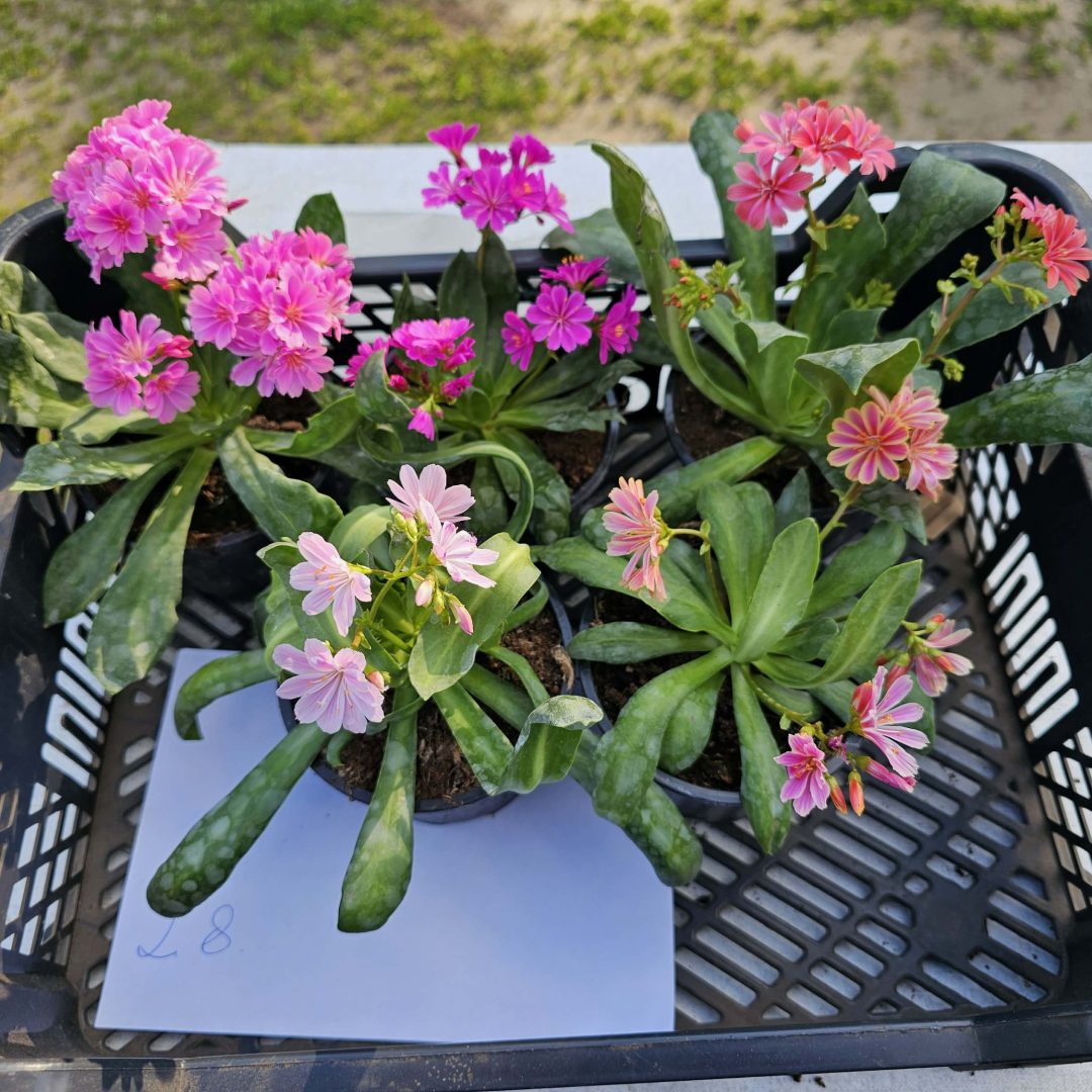 Lewisia - Dohánygyökér ötösfogat 28.