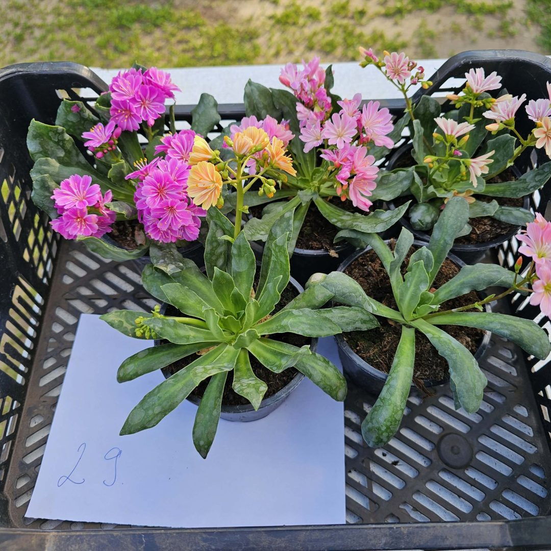 Lewisia - Dohánygyökér ötösfogat 29.