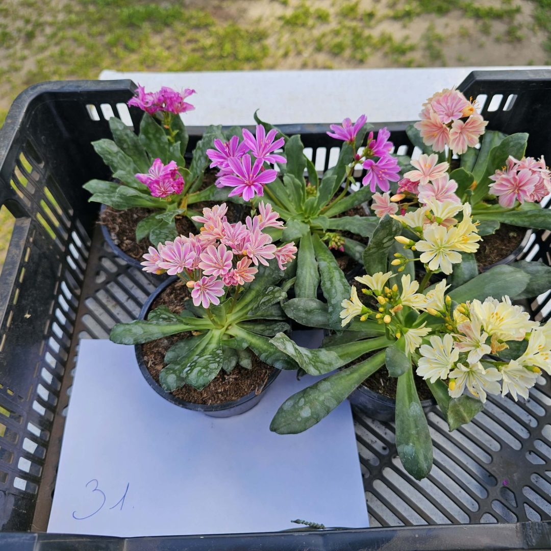 Lewisia - Dohánygyökér ötösfogat 31.