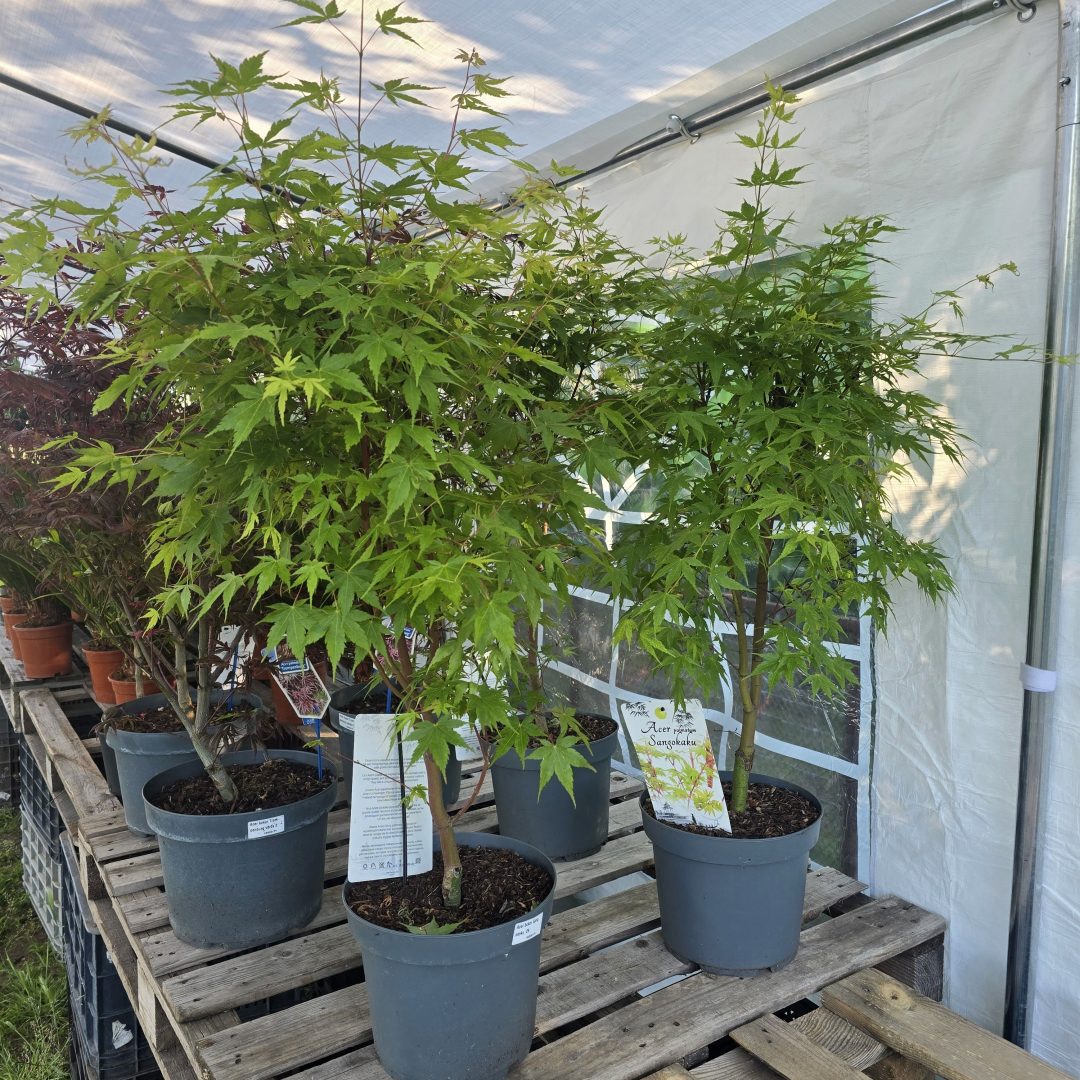 Acer palmatum 'Sangokaku' 26/120