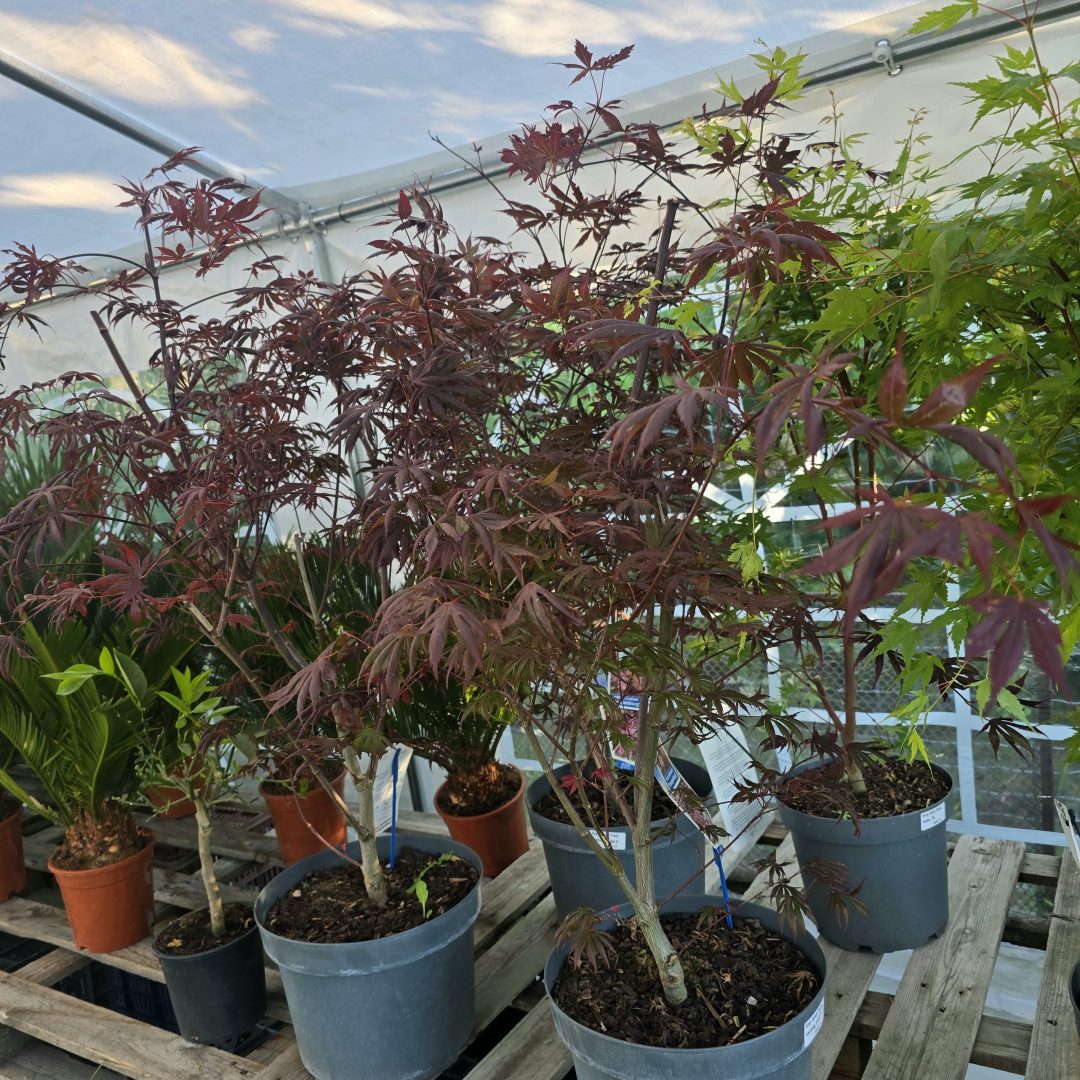 Acer palmatum 'Trompenburg' 26/120