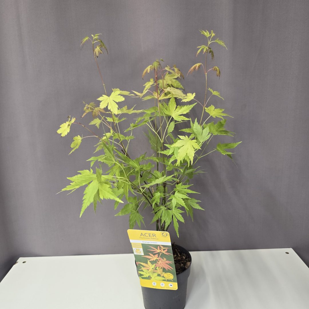 Acer palmatum 'Orange Dream'