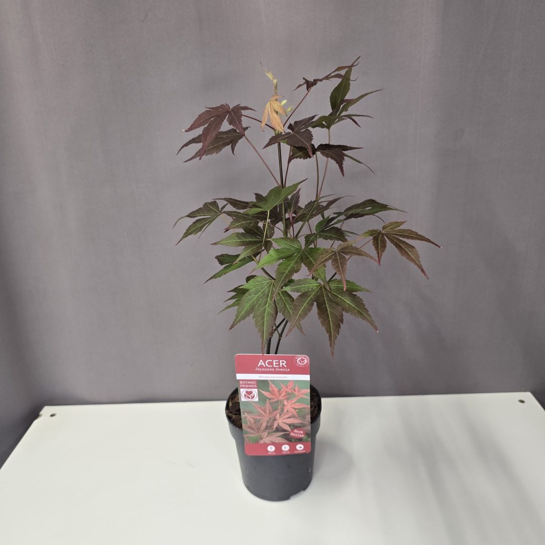 Acer palmatum 'Atropurpureum' - vörös Japán juhar