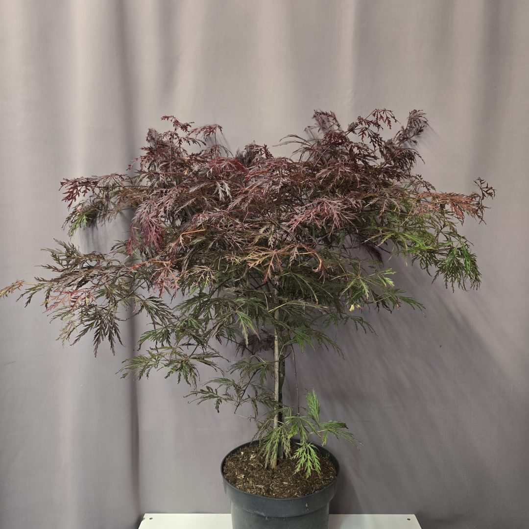 Acer palmatum 'Garnet' 25/90