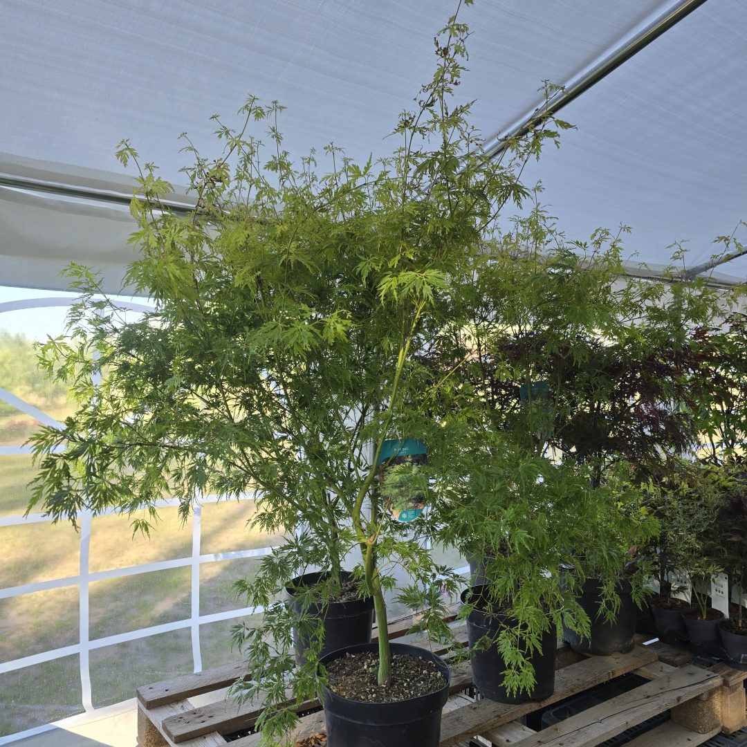 Acer palmatum 'Seiryu' 21/130