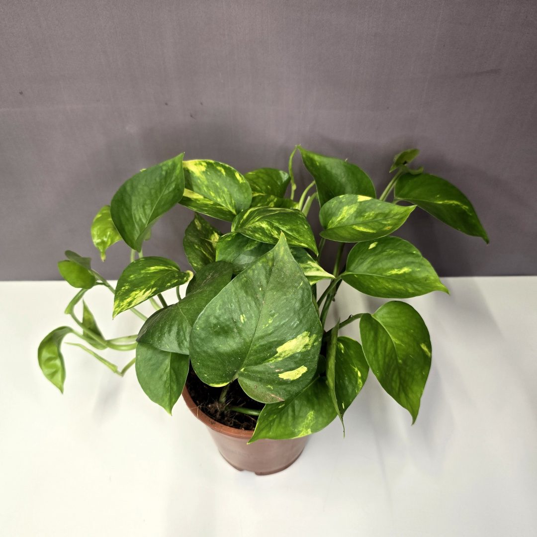 Epipremnum Aureum  - Szobai futóka 12/20