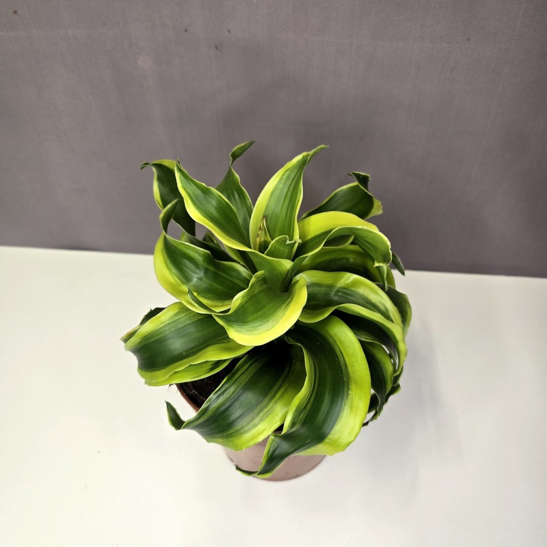 Dracaena fragrans 'Tornado' 12/25