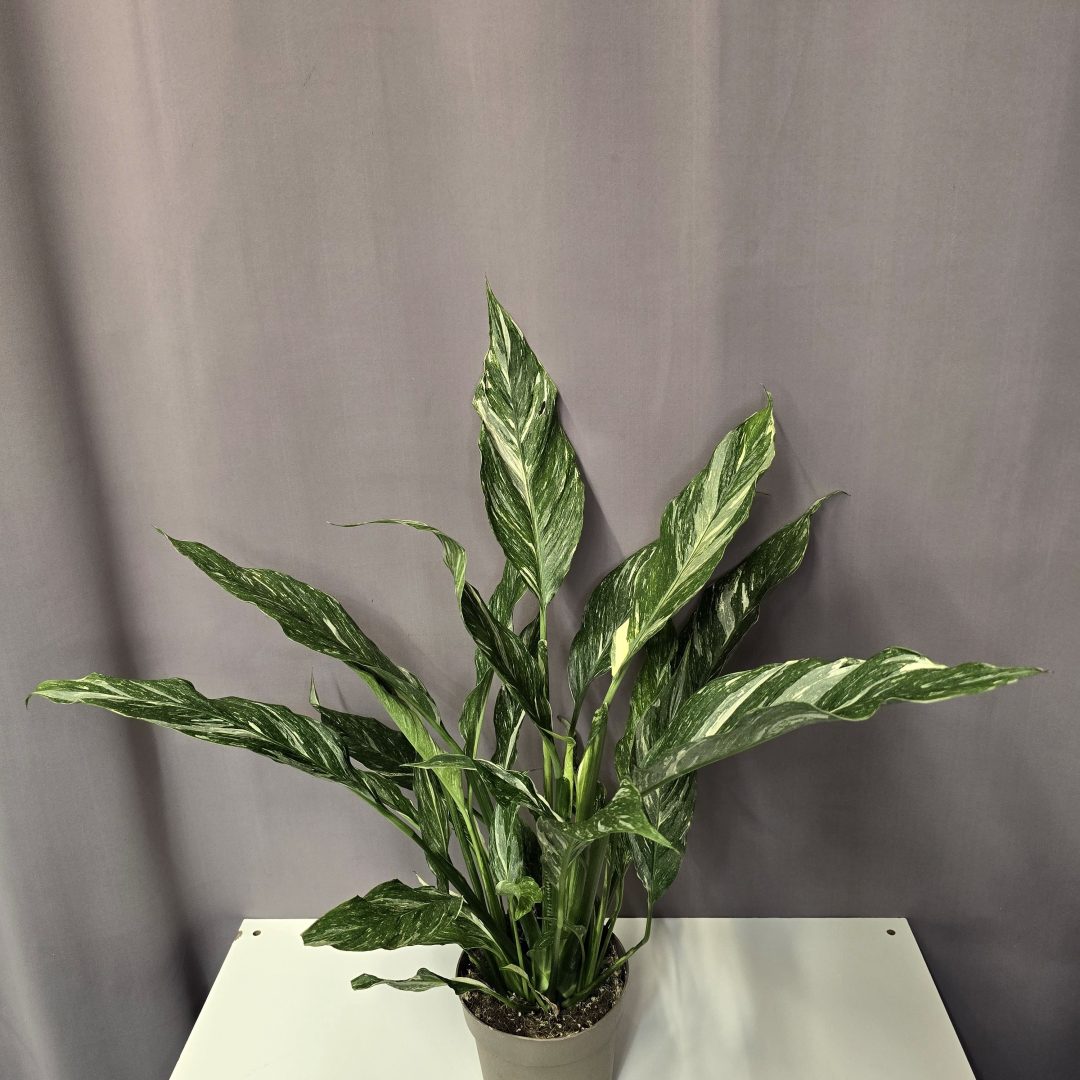 Spathiphyllum Diamond Variegata - Vitorlavirág 14/50