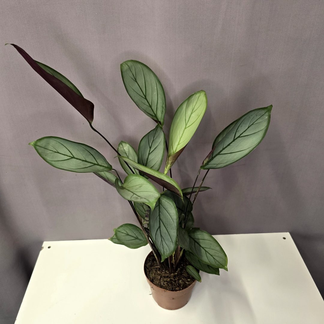 Ctenanthe burle-marxii 'Amagris' 12/50