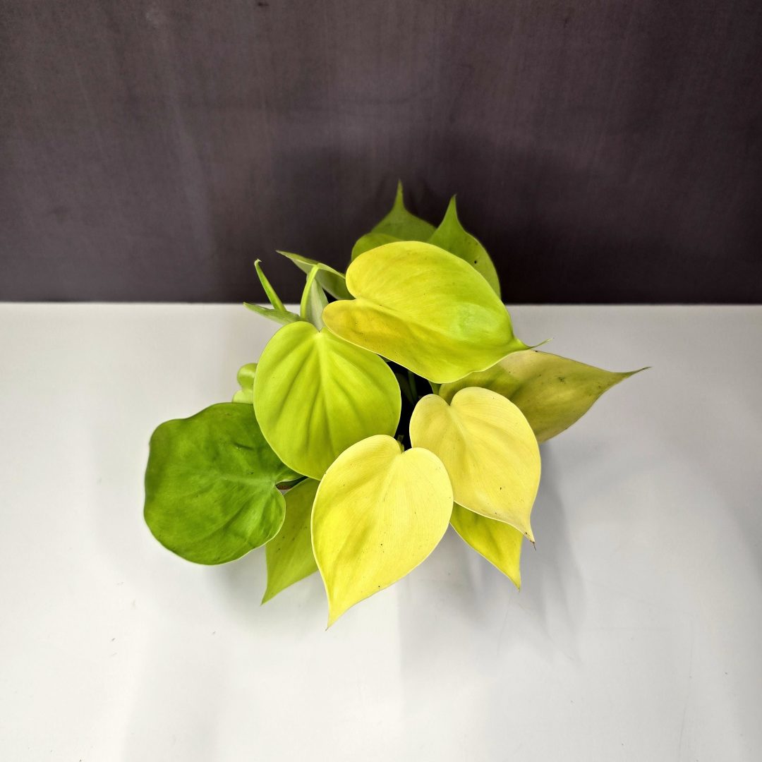 Philodendron Lemon Lime 10/10