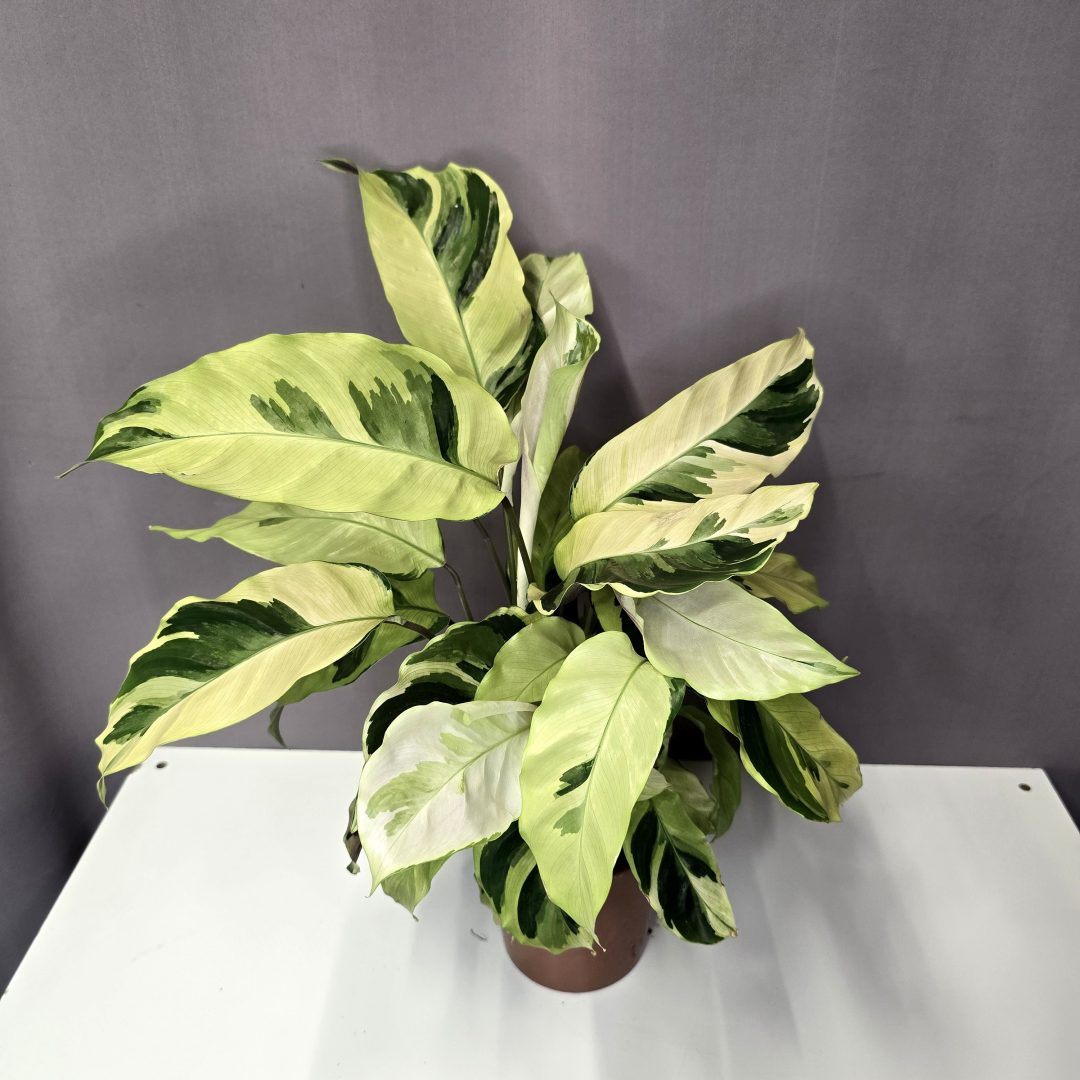 Calathea 'Yellow Fusion' 12/40