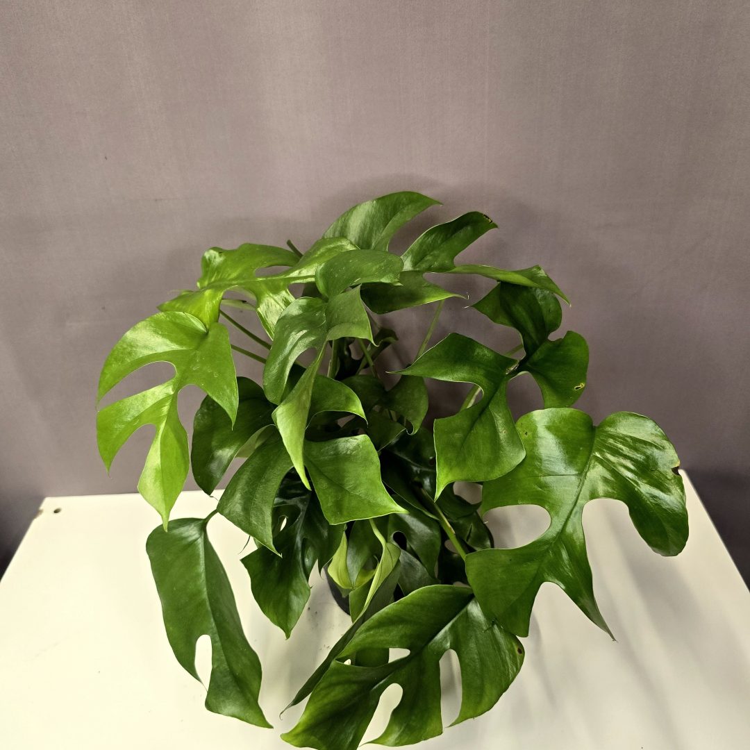 Monstera Minima 12/35