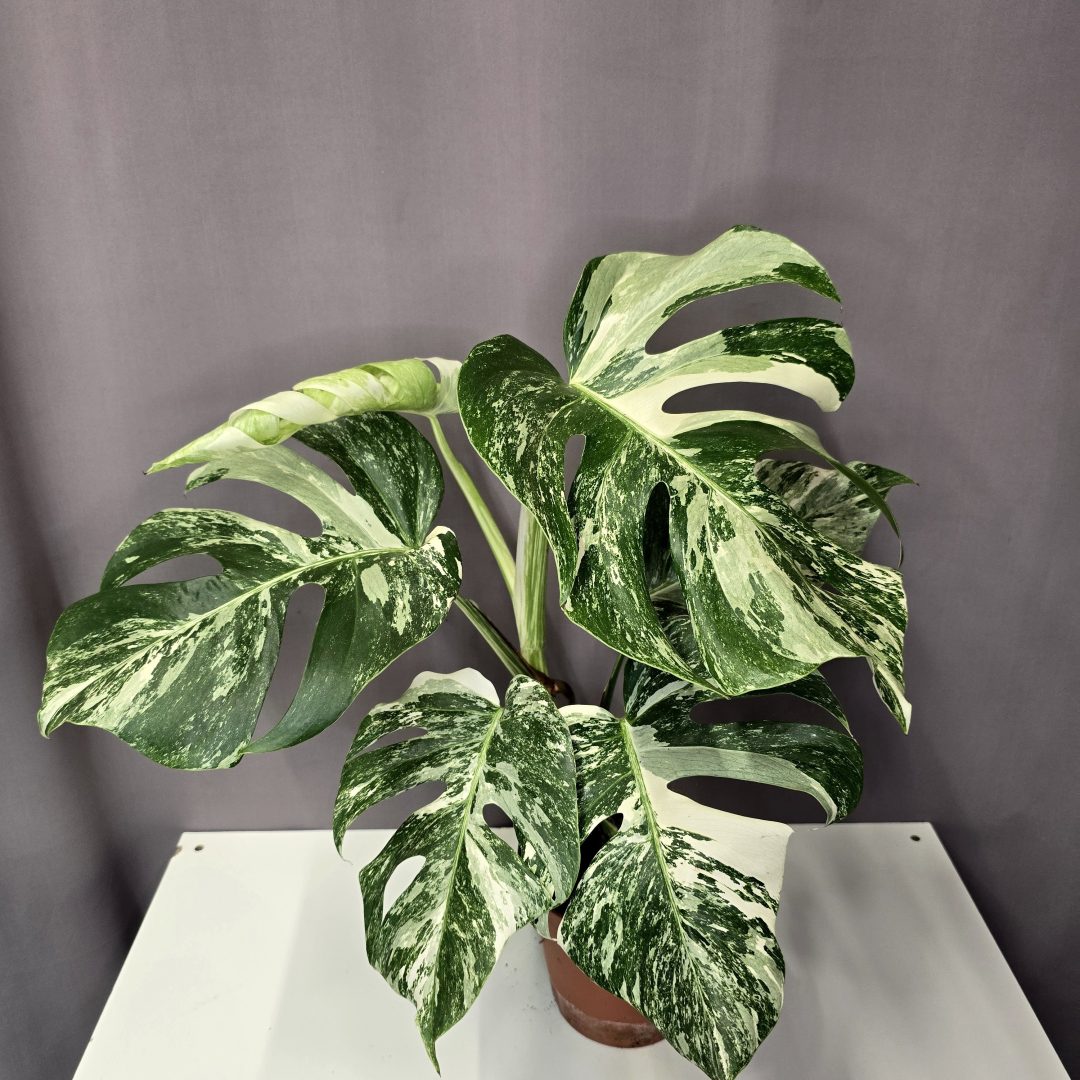 Monstera deliciosa 'Variegata' 18/60