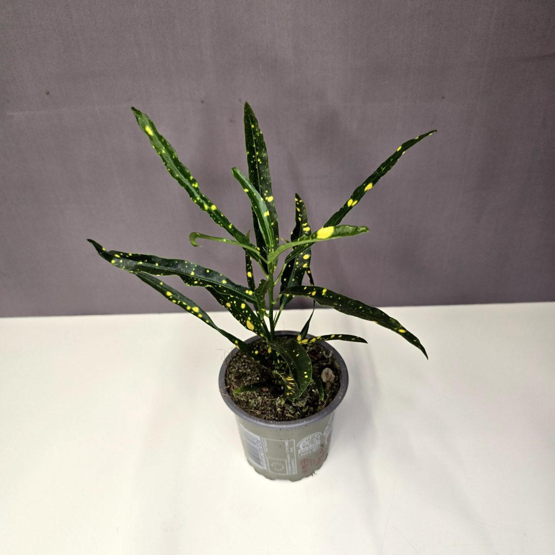 Croton 'Gold and Dust'