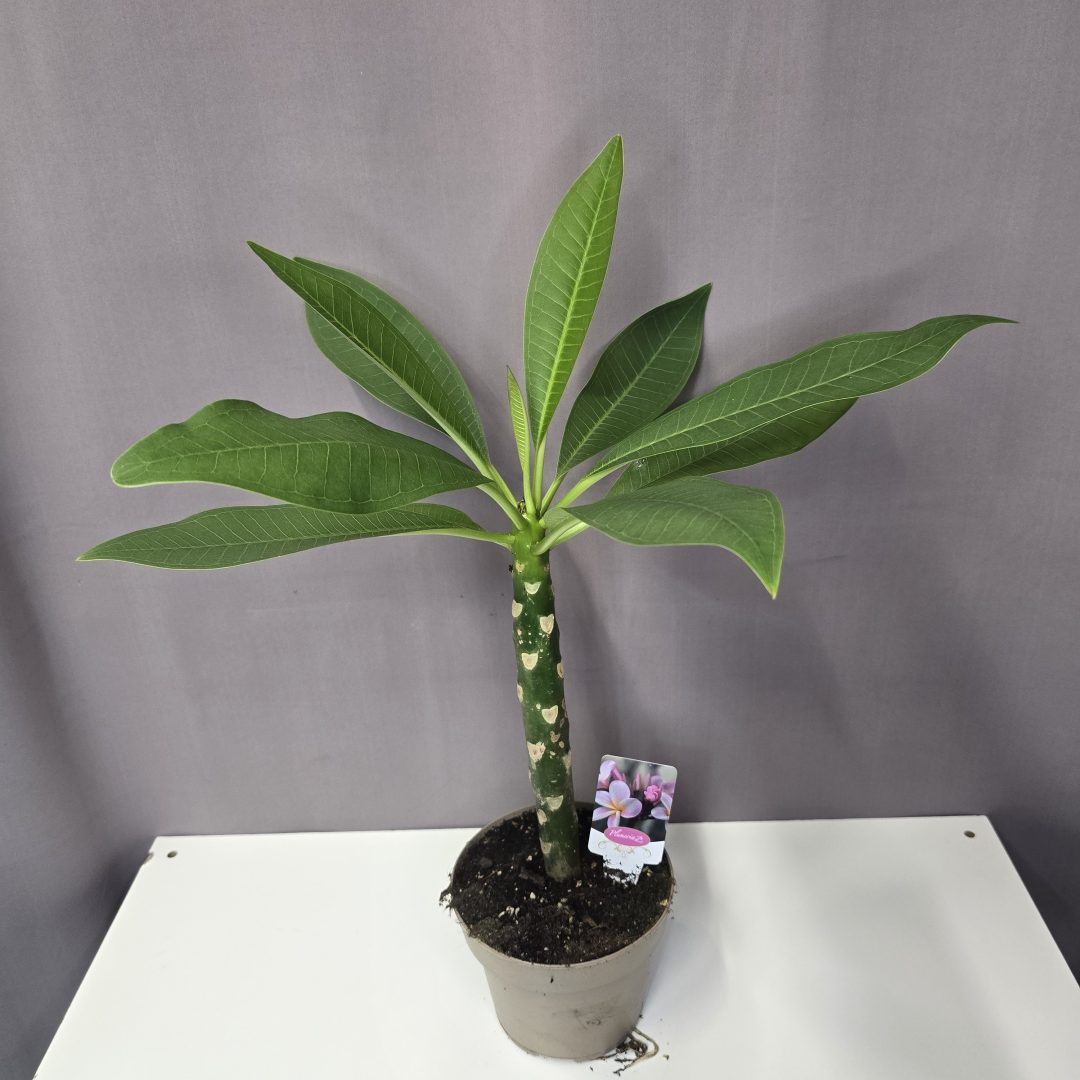 Pluméria - Hawaii rózsa, rózsaszín 14/55