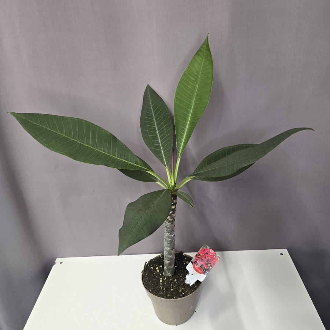 Pluméria - Hawaii rózsa, vörös 14/55