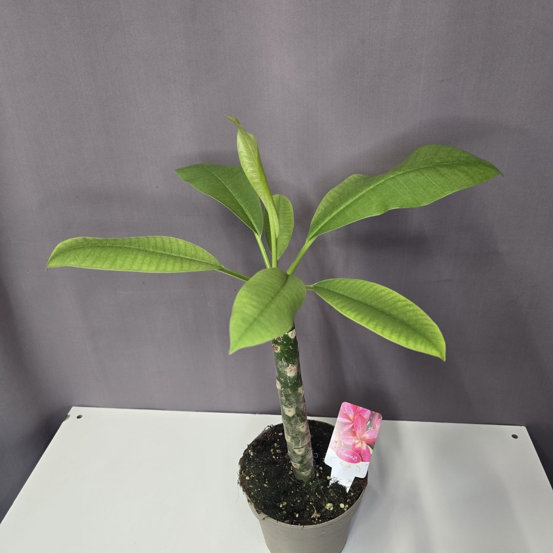 Pluméria - Hawaii rózsa, rózsaszín sárga szemmel 14/55