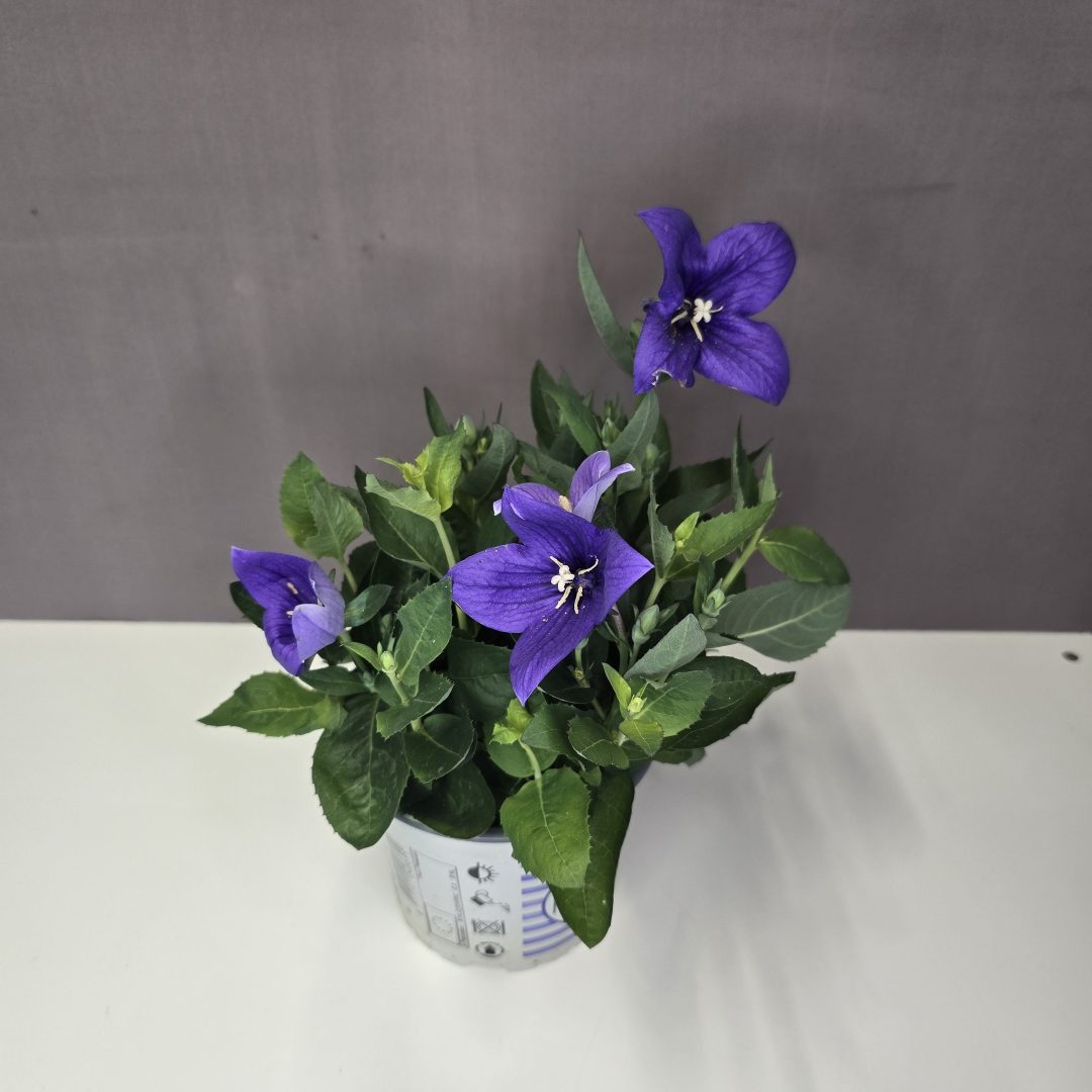 Platycodon - Lila léggömbvirág 12/25