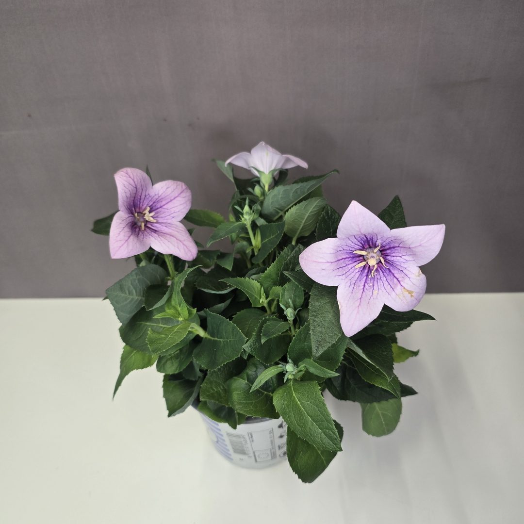 Platycodon - Rózsaszín léggömbvirág 12/25