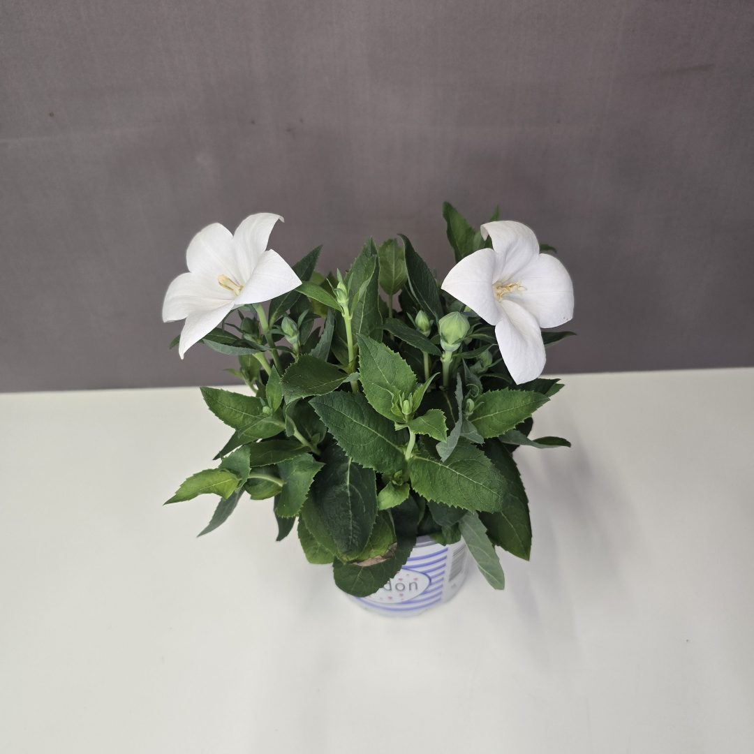 Platycodon - Fehér léggömbvirág 12/25