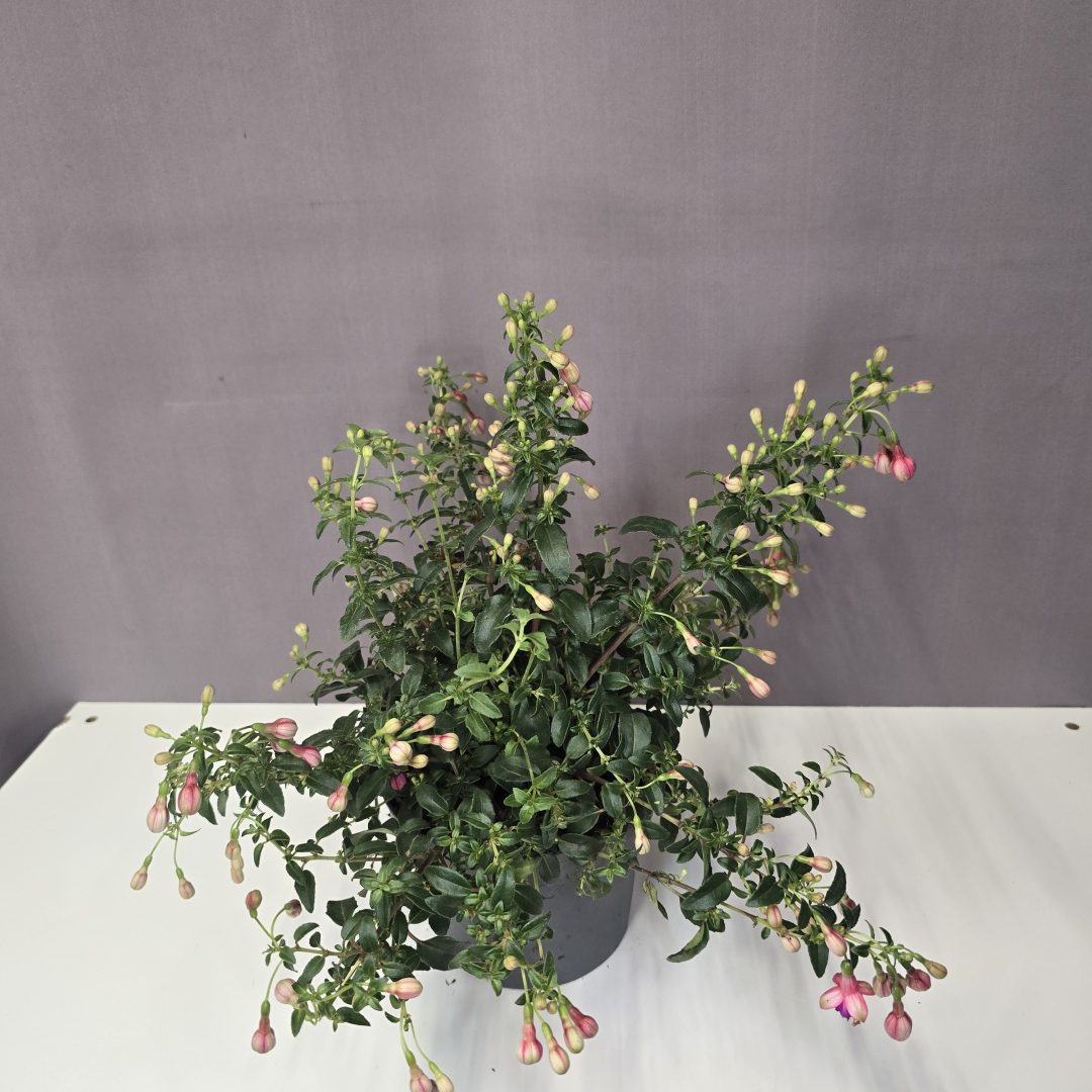 Fuchsia 'Tom Thumb' - Évelő fukszia 12/25