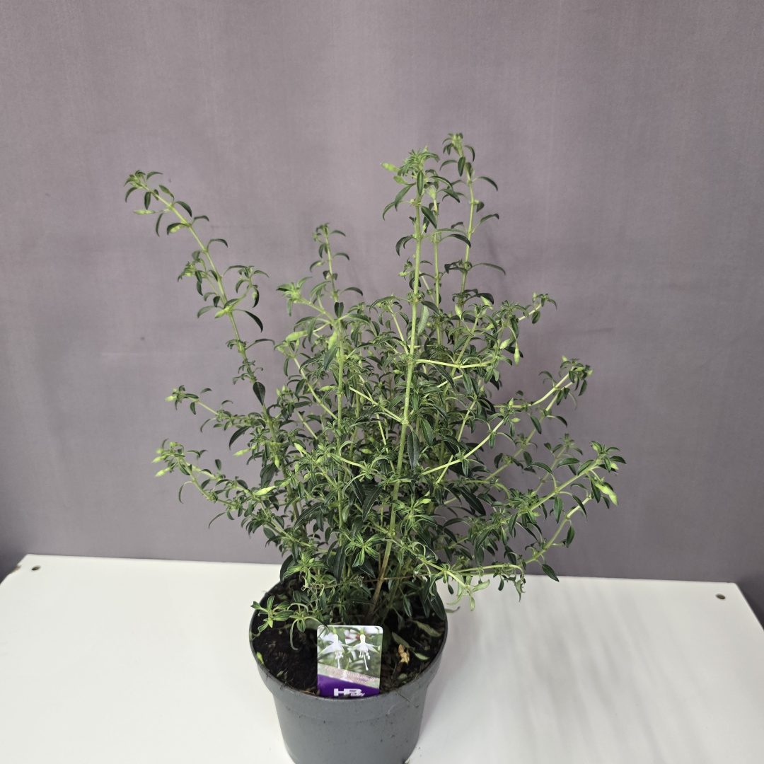 Fuchsia 'Hawkshead' - Fehér évelő fukszia 12/30