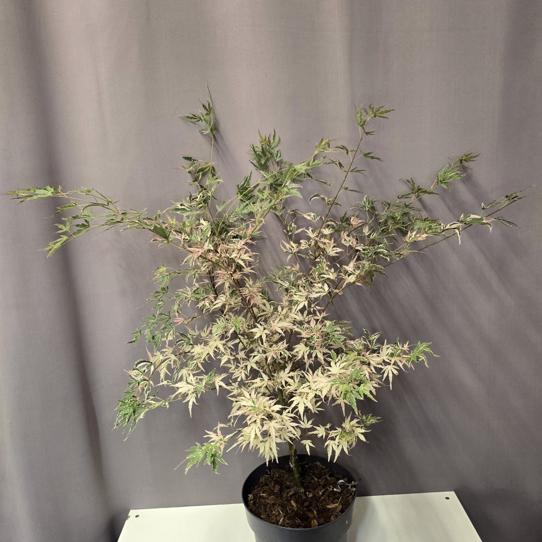 Acer palmatum 'Taylor' 19/70