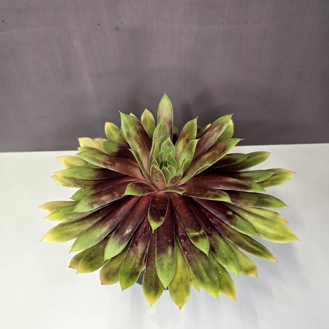 Sempervimum Gold Mine