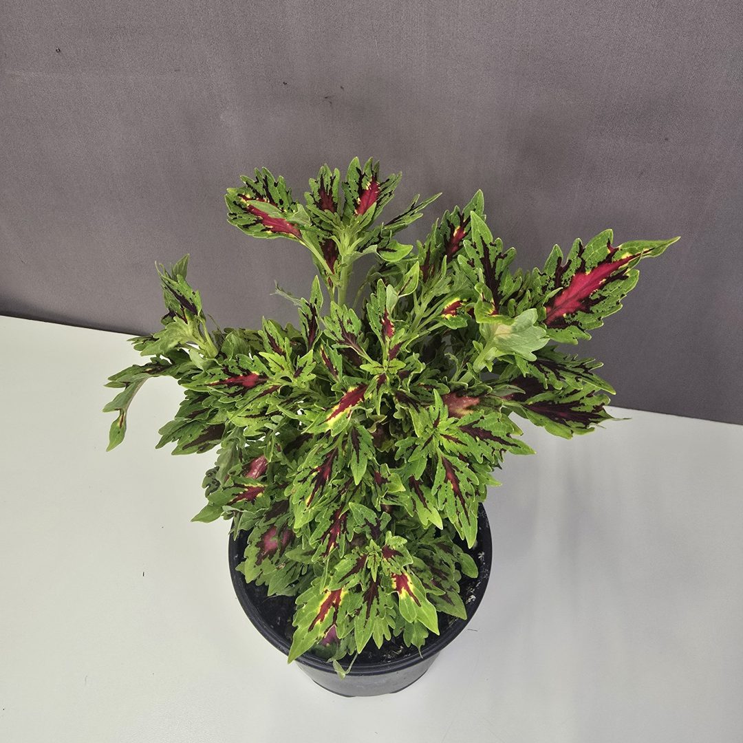 Coleus - Díszcsalán