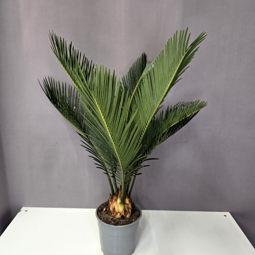 Cycas Revoluta 12/45