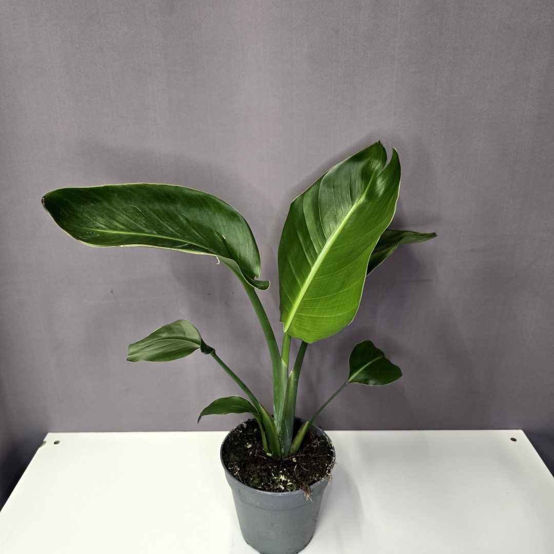 Strelitzia 'Nicolai' - Fekete papagájvirág 12/55