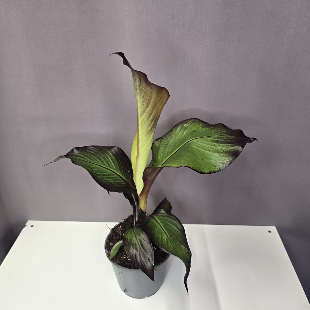 Ensete ventricosum Maurelli - Vöröd abesszin banán 15/40