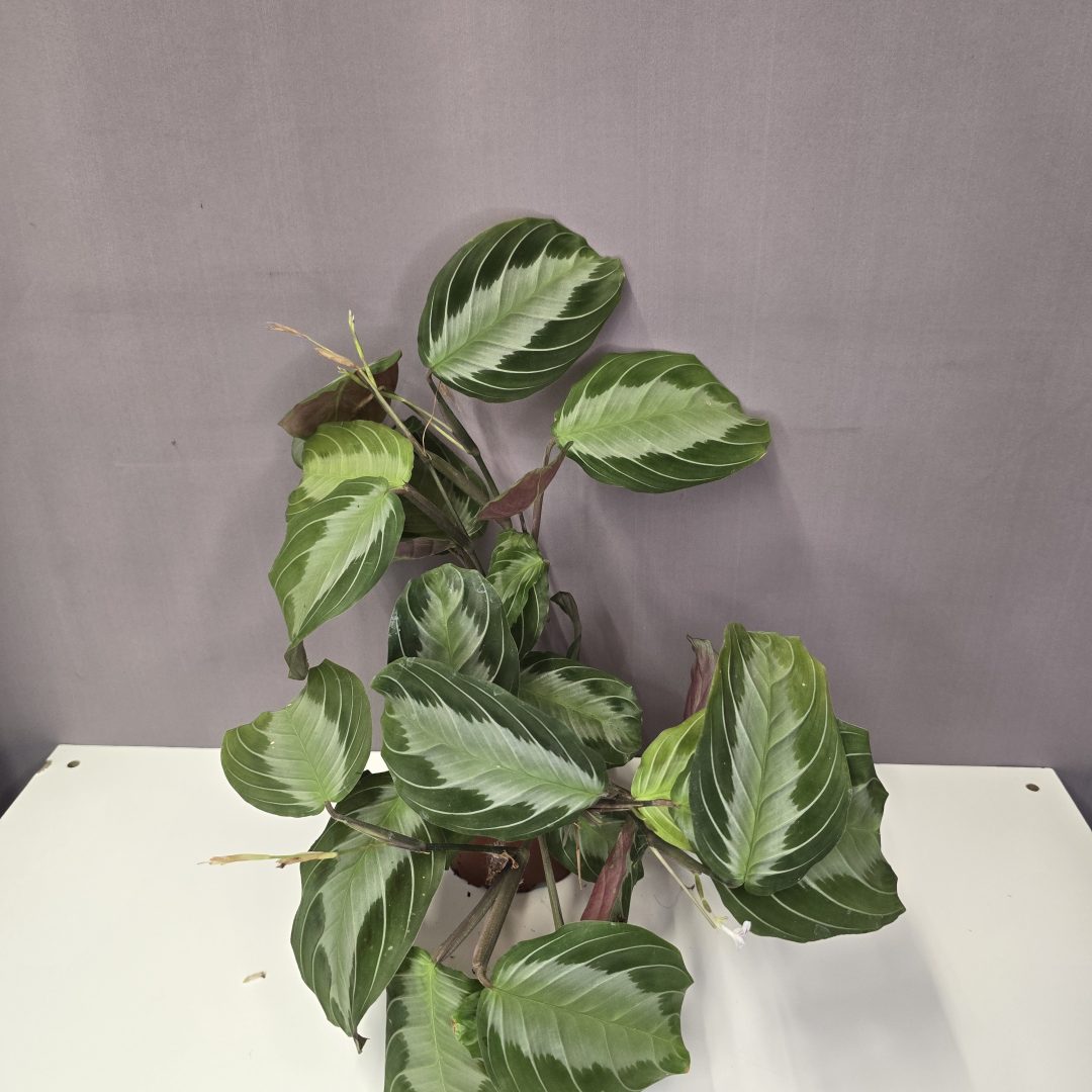 Maranta leuconeura 'Silver Band'