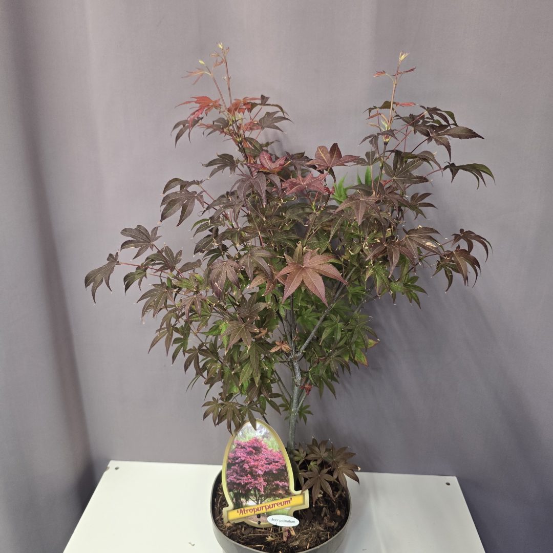 Acer palmatum 'Atropurpureum' 19/80