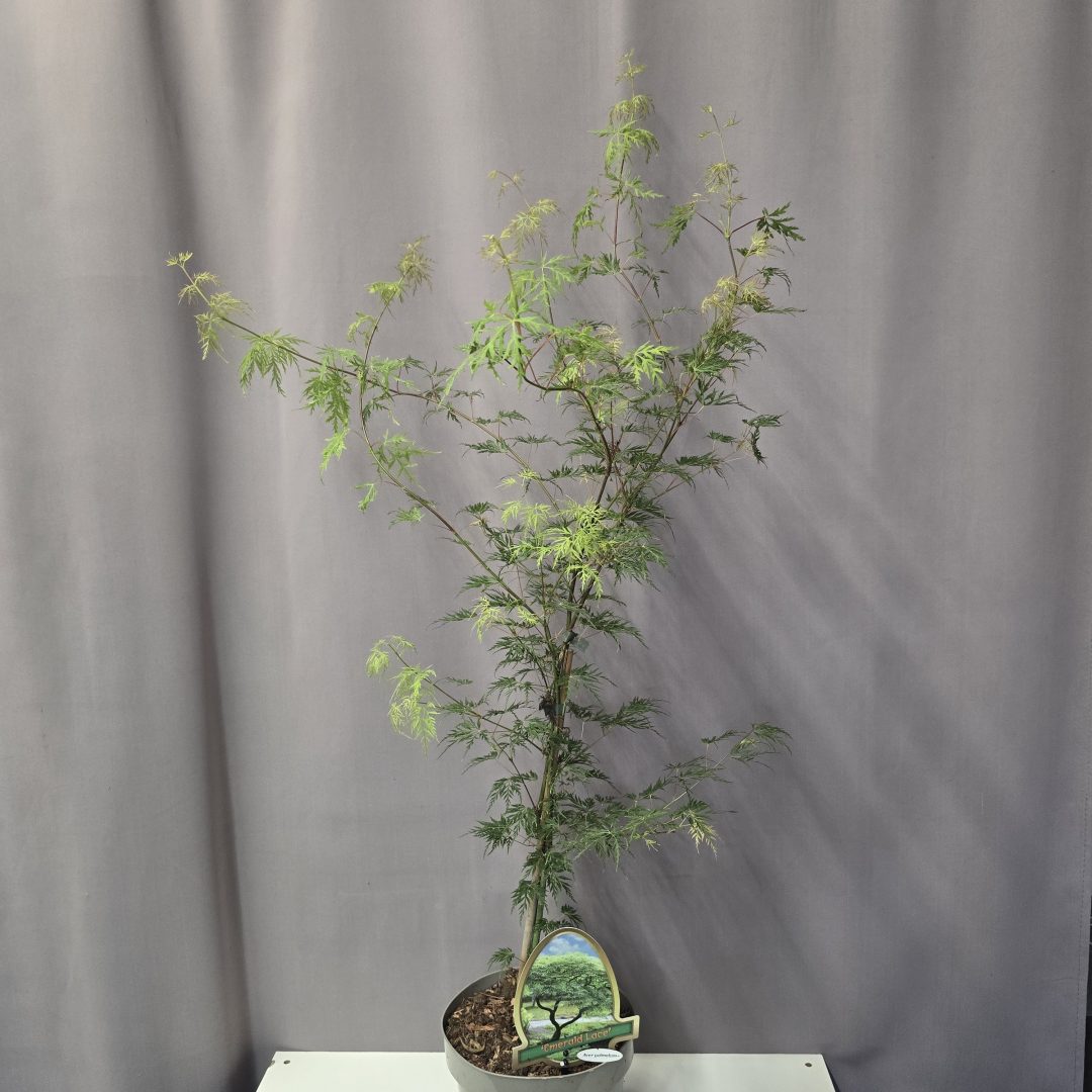 Acer palmatum 'Emerald Lace' 19/80