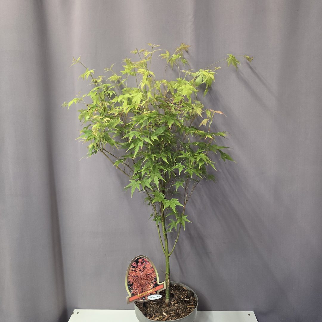 Acer palmatum 'Sangokaku' 19/80