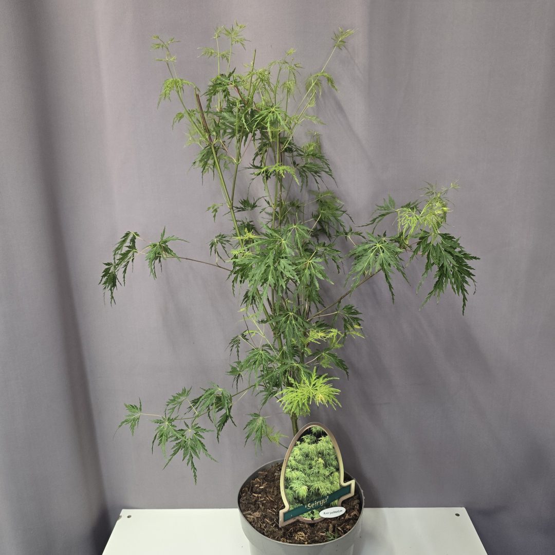 Acer palmatum 'Seiryu' 19/80