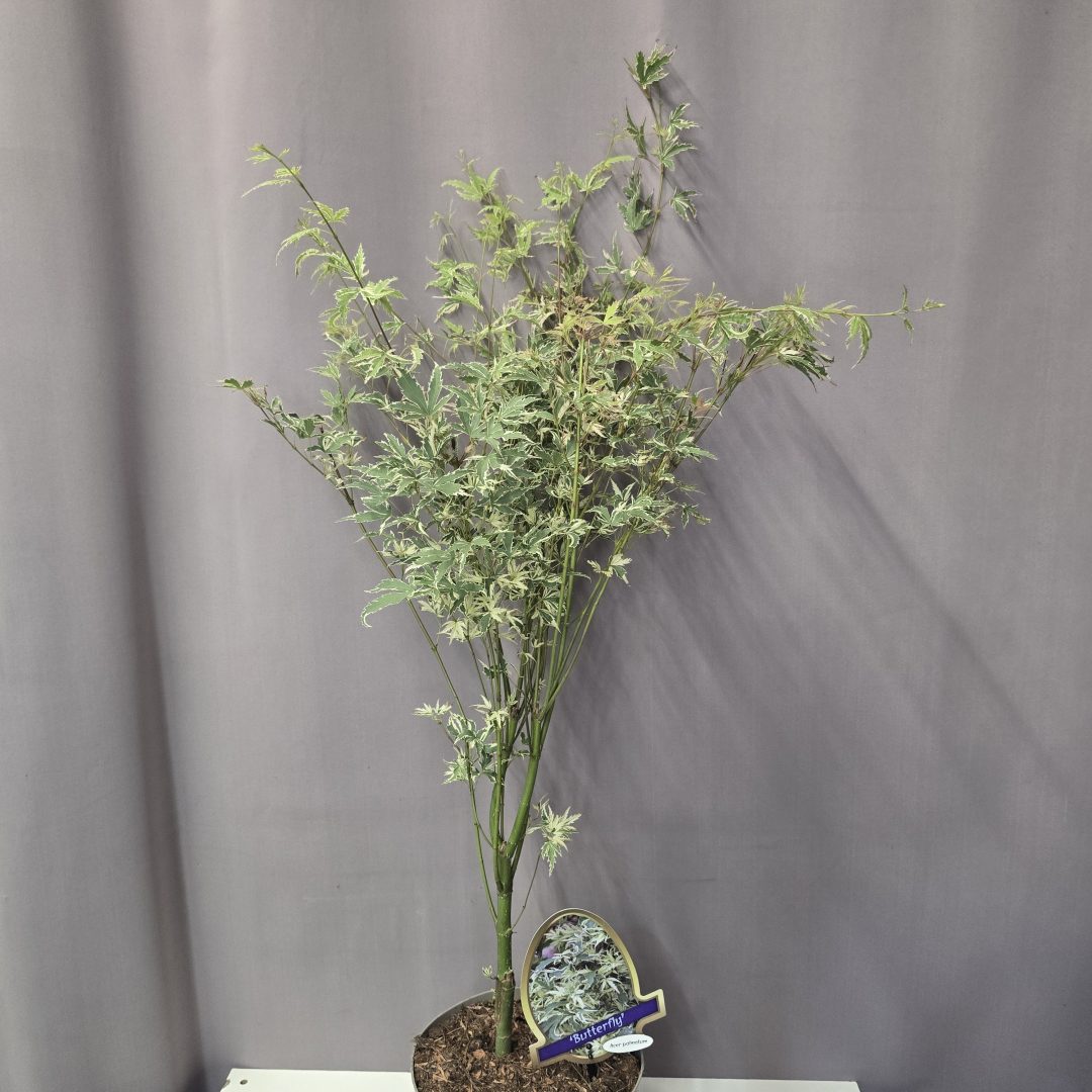 Acer palmatum 'Butterfly' 19/80