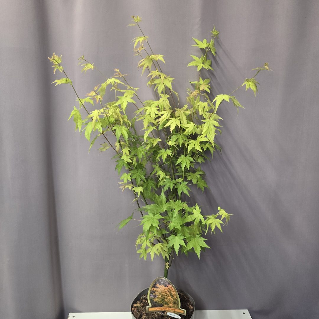 Acer palmatum 'Orange Dream' 19/80