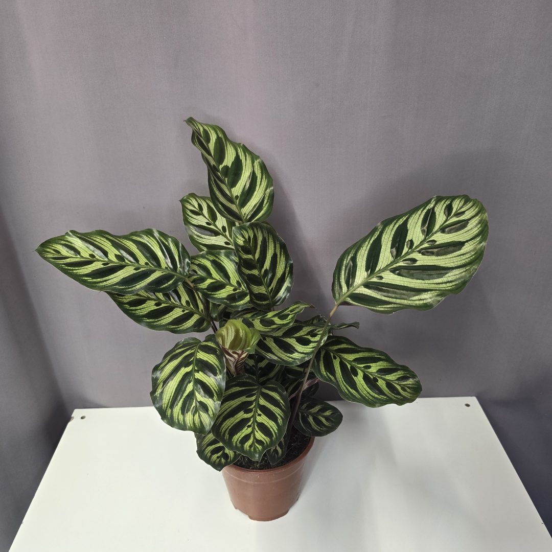 Calathea 'Makoyana' 14/55