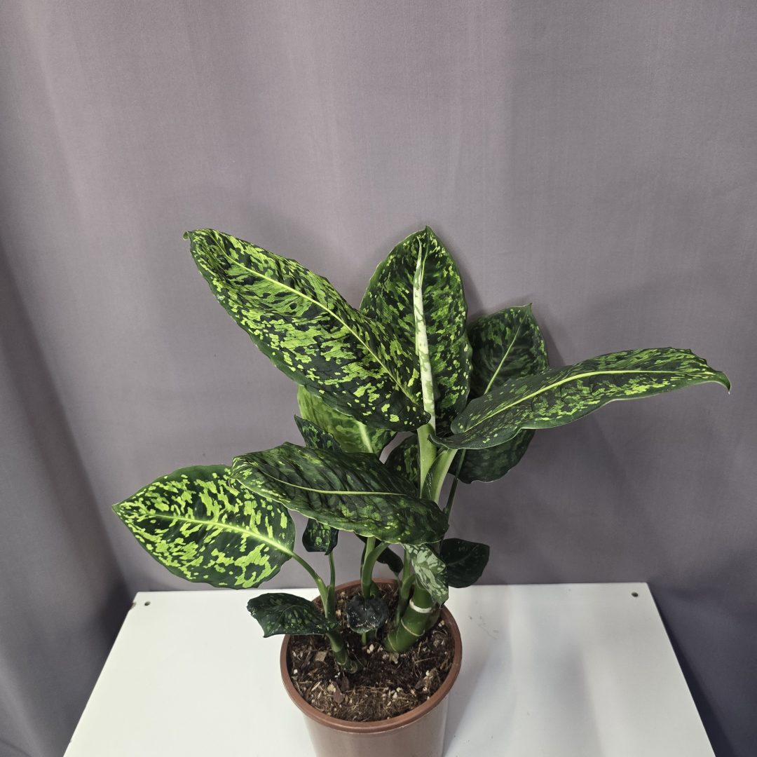 Dieffenbachia 'Reflektor' 17/60
